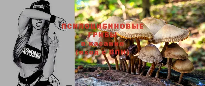 Галлюциногенные грибы Psilocybe  MEGA онион  Каменка 